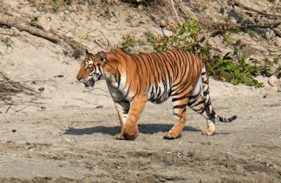 Bengal-Tiger-Bardia6