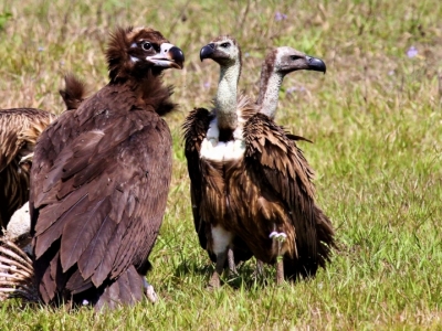 eurasian black vulture